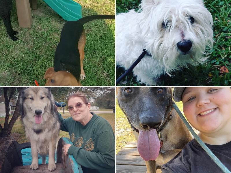 Homemade Hounds Bed & Biscuit