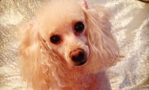 Bark Boutique and Grooming Salon