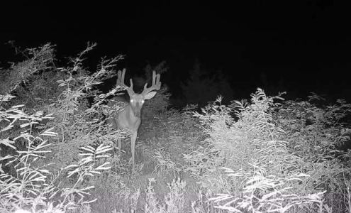 Woodhaven Custom Calls