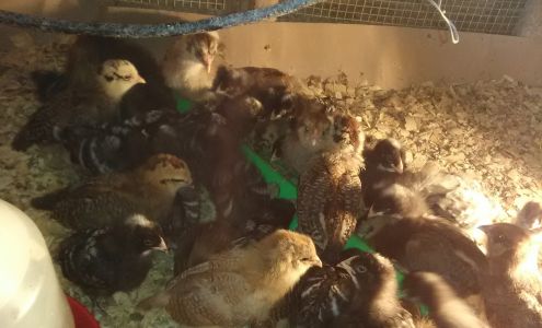 Boutwell Feed & Seed Store Jay