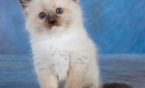 Ragdoll Kittens