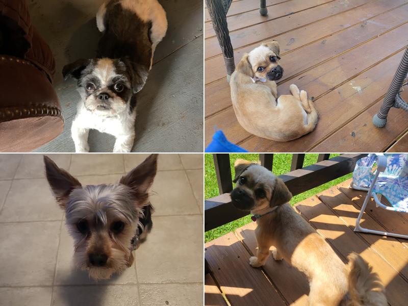 Bow Wow Dog Grooming