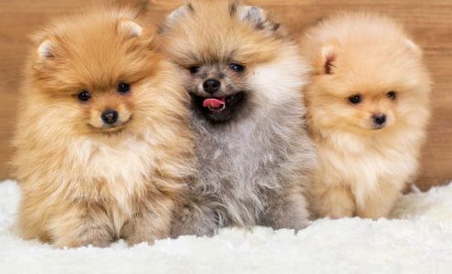 Yellow Roof Pet Care