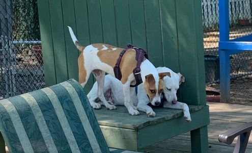 Amber Beech Kennels Washington Crossing