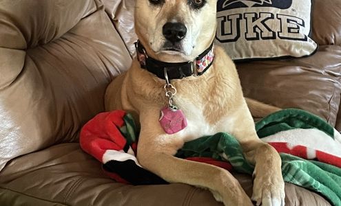 Pet-Pawz Home Greensboro