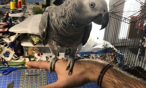 Ramona's Parrots Prairie Hill