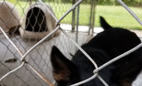 Baysden German Shepherds