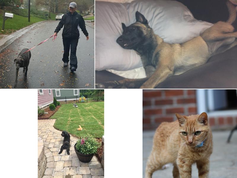 Fluffs of Luv Pet Sitting