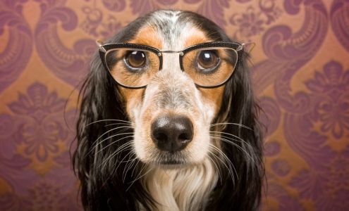 Dog Door Behavior Center and Outfitters