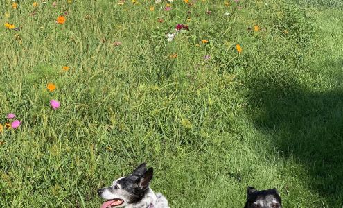 Anything But Alligators! Pet Sitting & Dog Walking