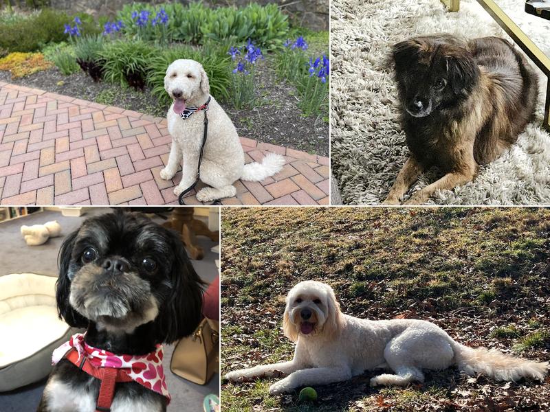 Something To Bark About