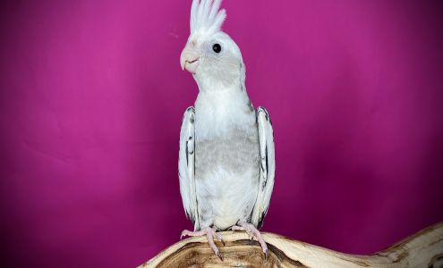 Rudy's Pet Shop & Feed Store