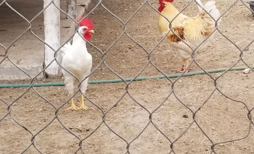 El Canario Farm