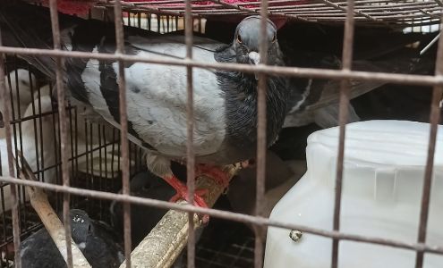 Amado Pet Shop Botanica