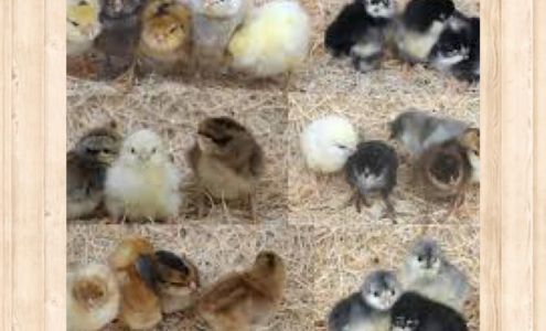 Westside Fish & Feed Kekaha