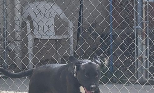 Humane Society of Camden County