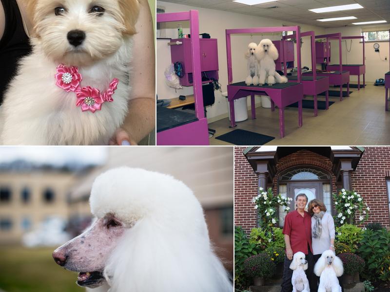 Precious Paws Pet Salon