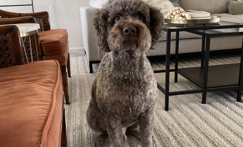 Katie's Pampered Pets