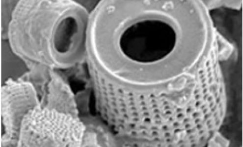 Vi-Olivia Distributors Munds Park