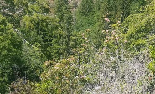 Leonardo Logging Shop Fortuna