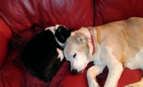 Tails To Remember Pet Services