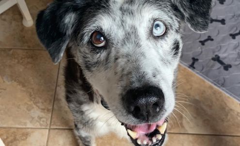 Guardian Pet Sitters