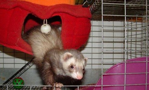 The Aquarium Pet Store