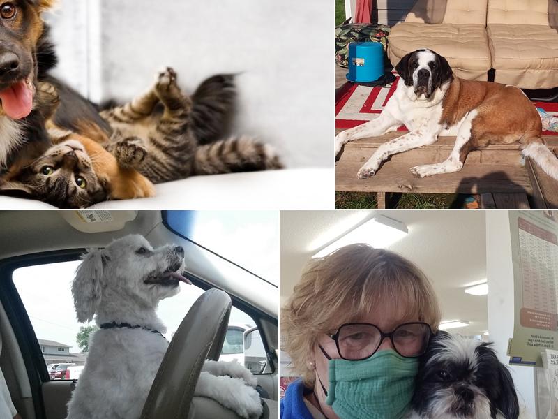 All Pets Mobile Clinic