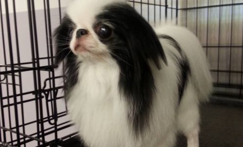 Top Dog Grooming Shop