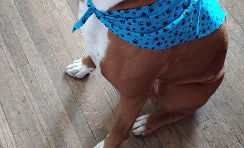 Grooms & Rooms Pet Salon