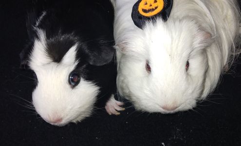 Laplace pet shop and grooming