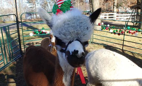 Clear Mountain Alpacas LLC