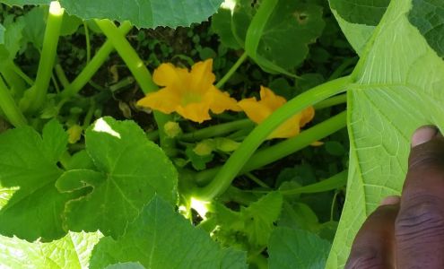 Pike County Co-op Aal