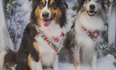 Live Love Pet 1126 12th Ave Ste 103, Honolulu Hawaii 96816