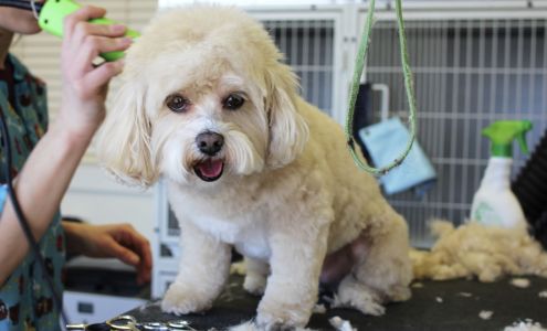 The Green Paw and Spaw