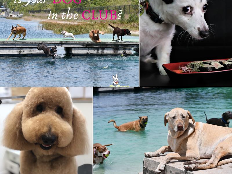 The Barker's Pet Center