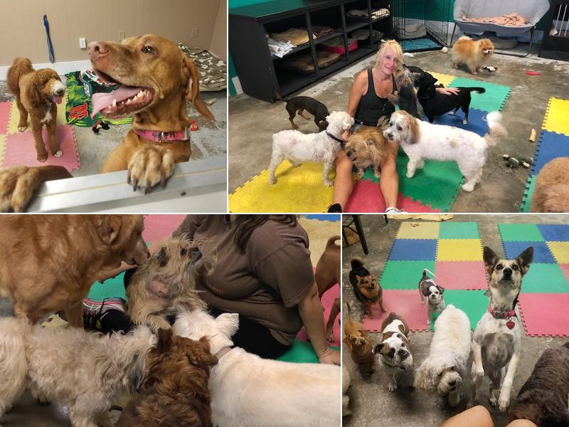 Best Pets dog daycare,boarding and grooming