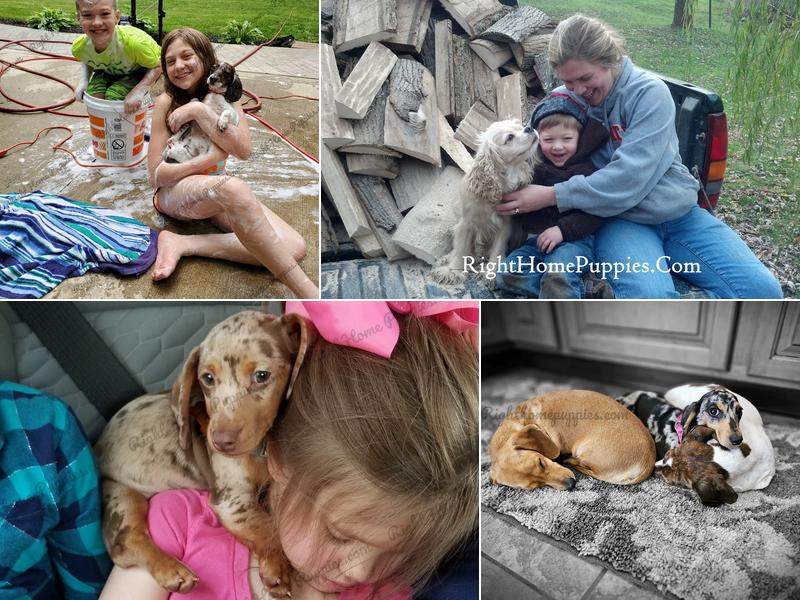 Right Home Puppies.com