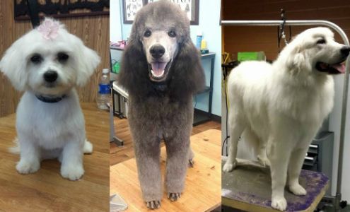 Splash Bath Grooming