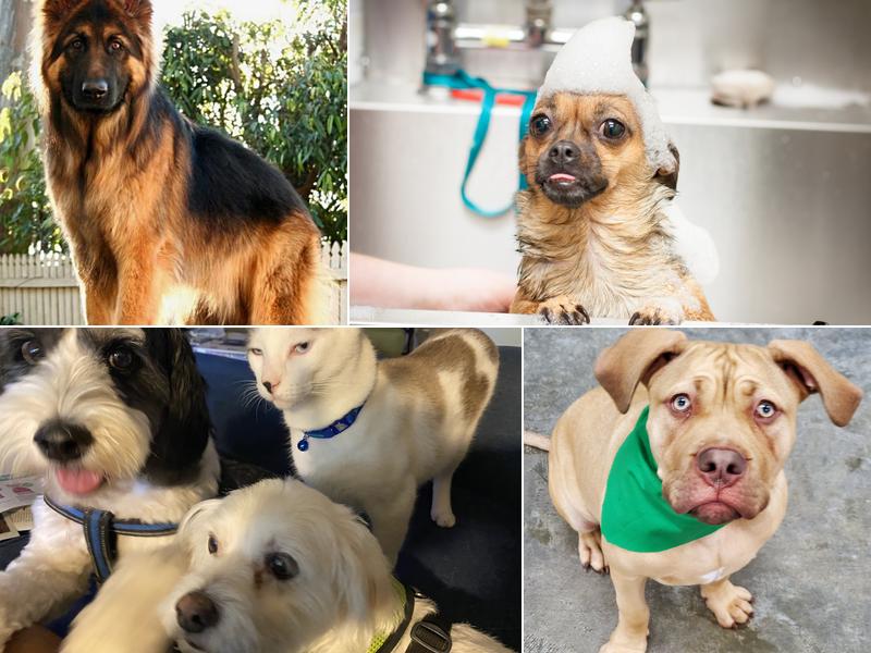 Prestige Pet Resort & Spa