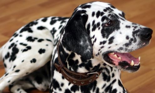 Hillsborough County Pet Resources Foundation INC.