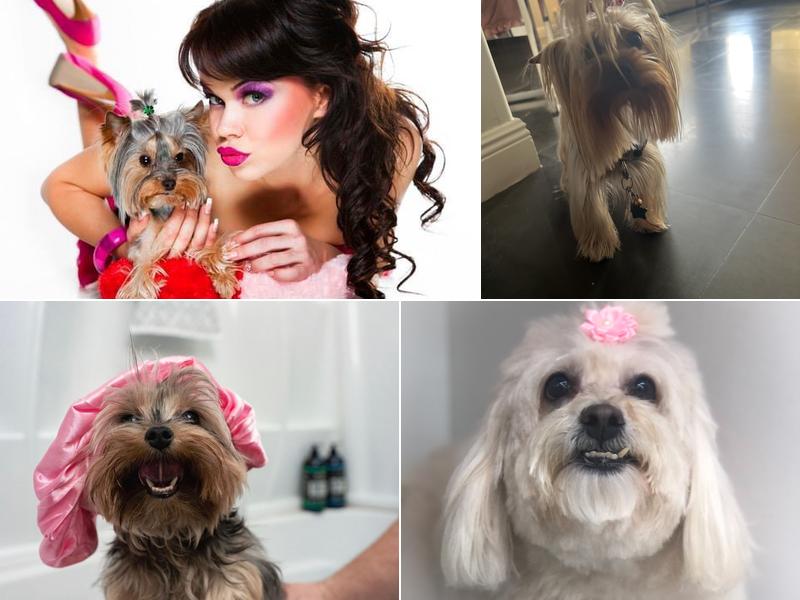 Boss the Pet Connection