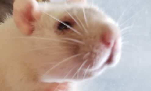 Colorado Rocky Mountain Rodents Llc Hotchkiss