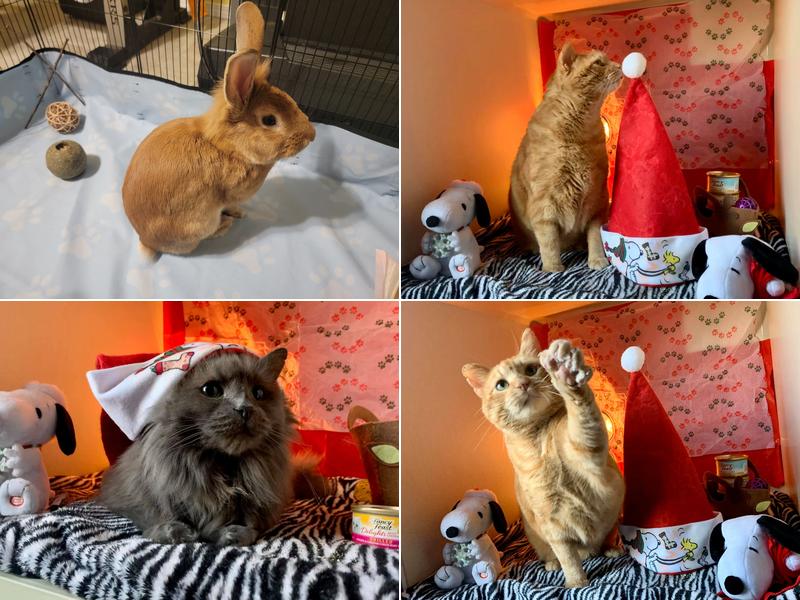 All Pets Veterinary Center