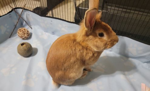 All Pets Veterinary Center