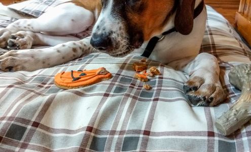 Muddy Paws Pet Supply