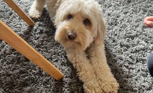 Jimtown Kennels Danville