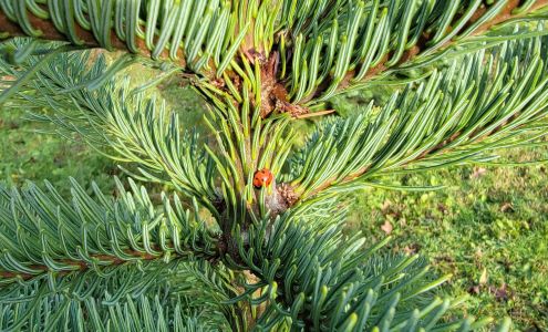 Johnson's U-Cut Christmas Tree FARM Burlington