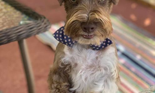 Yuppy Puppy Pet Products