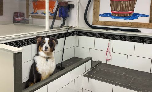 Bailey's Neighborhood Pet